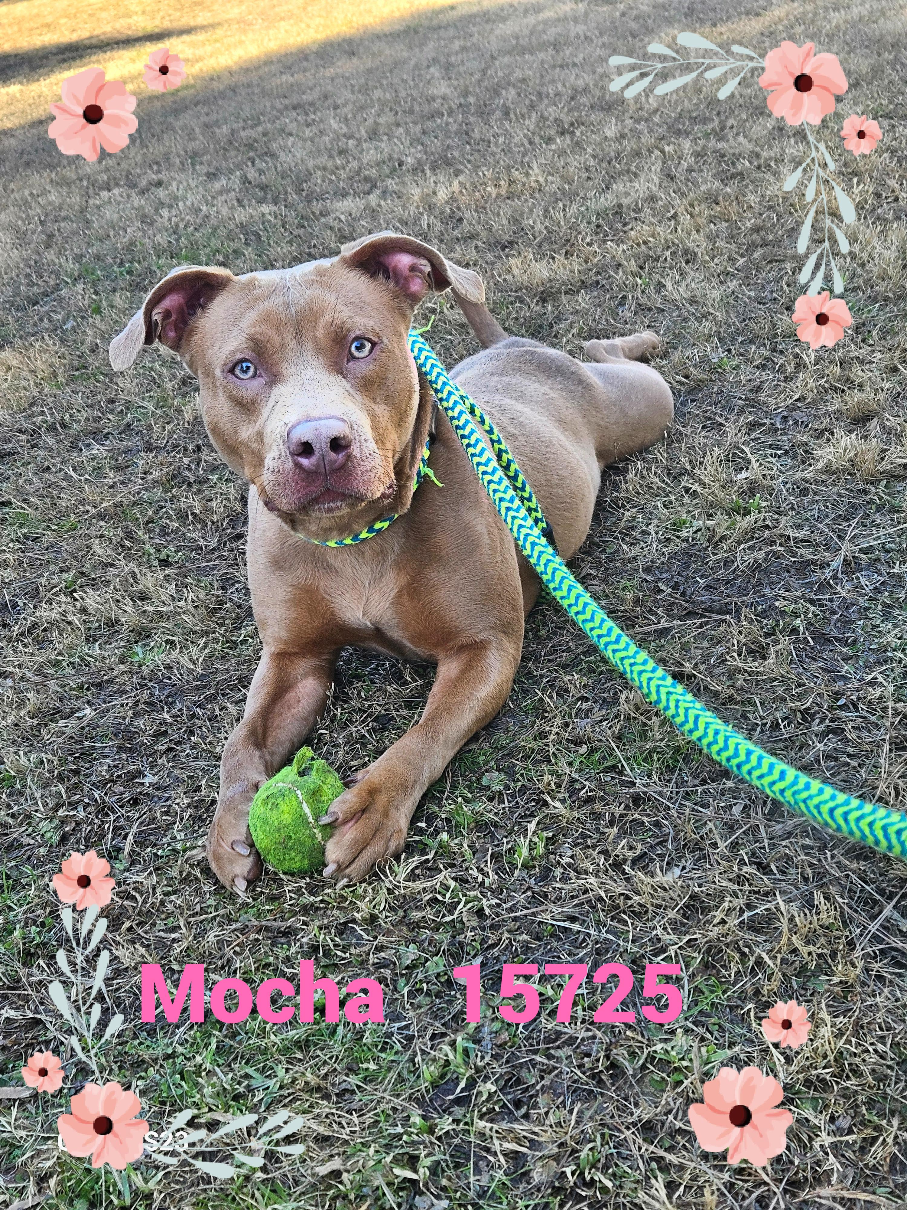Enlarge MOCHA, a Adoptable mixed breed in Marietta, GA image 3/6