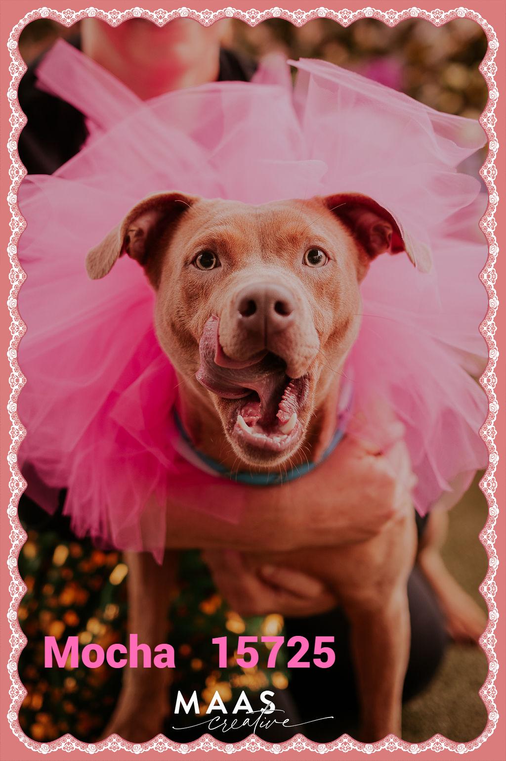 Enlarge MOCHA, a Adoptable mixed breed in Marietta, GA image 1/6