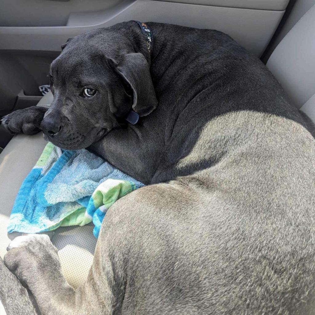 Enlarge Sailor, a Adoptable mixed breed in Jackson, MO image 1/6