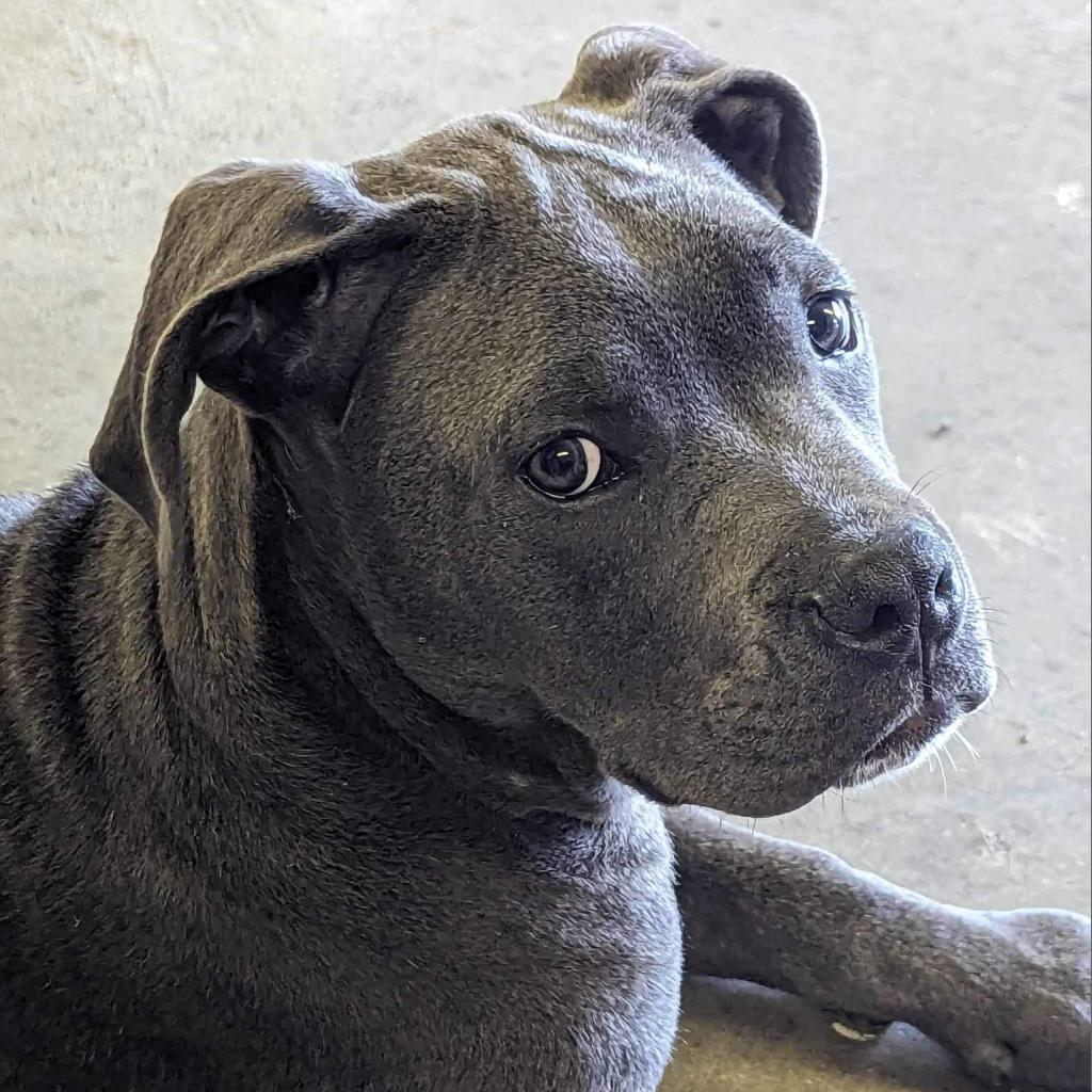 Enlarge Sailor, a Adoptable mixed breed in Jackson, MO image 2/6