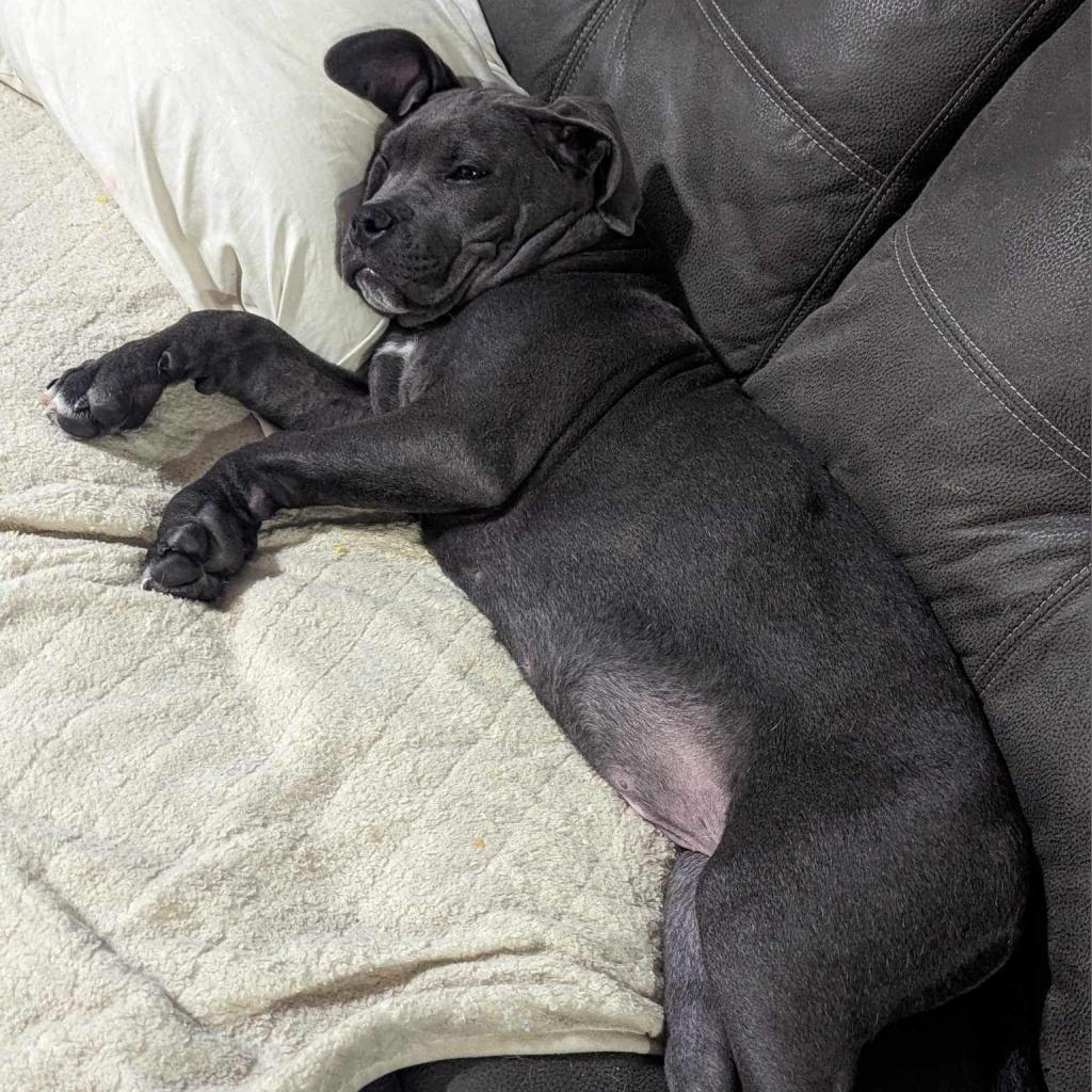 Enlarge Sailor, a Adoptable mixed breed in Jackson, MO image 3/6