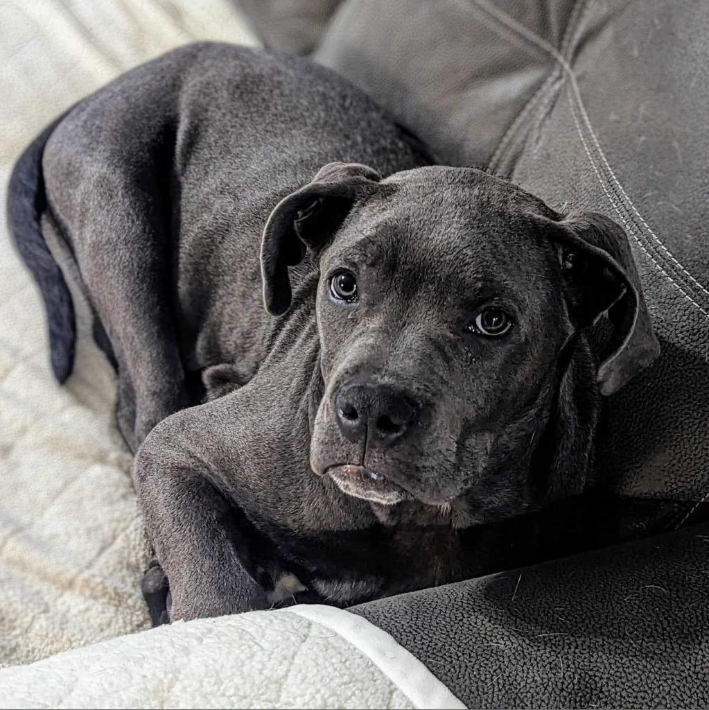 Enlarge Sailor, a Adoptable mixed breed in Jackson, MO image 4/6