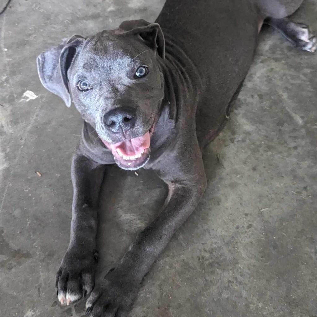 Enlarge Sailor, a Adoptable mixed breed in Jackson, MO image 6/6