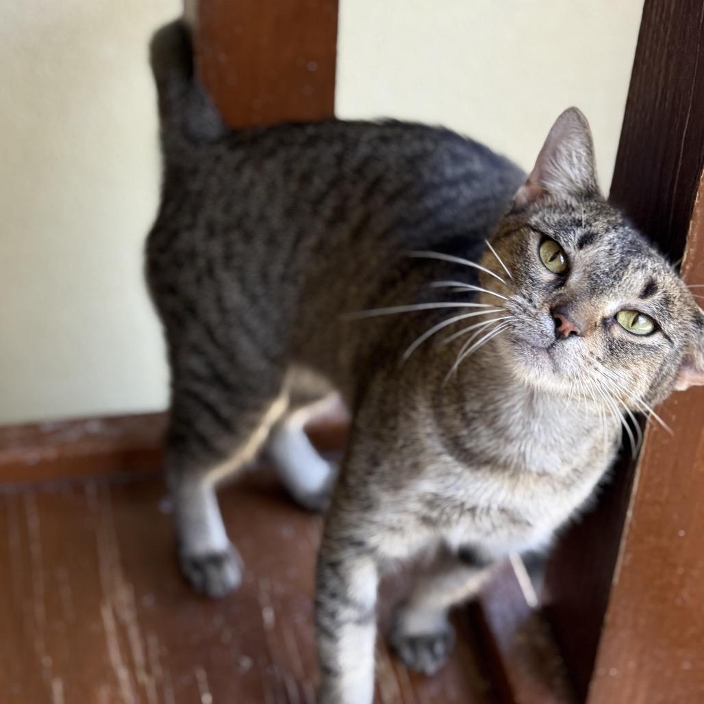 MORGAN, Adoptable, Adult Female Domestic Short Hair & Domestic Short Hair.