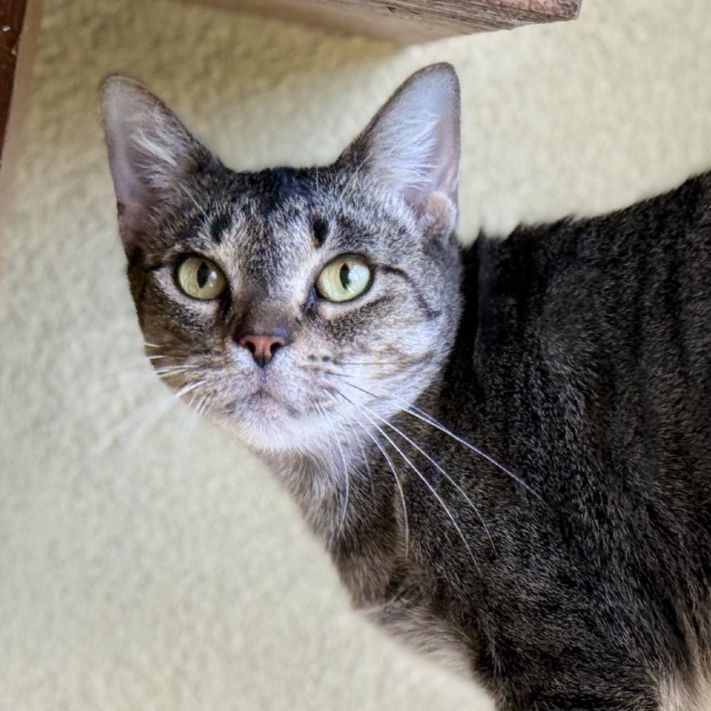 Enlarge MORGAN, a Adoptable mixed breed in Kyle, TX image 2/5