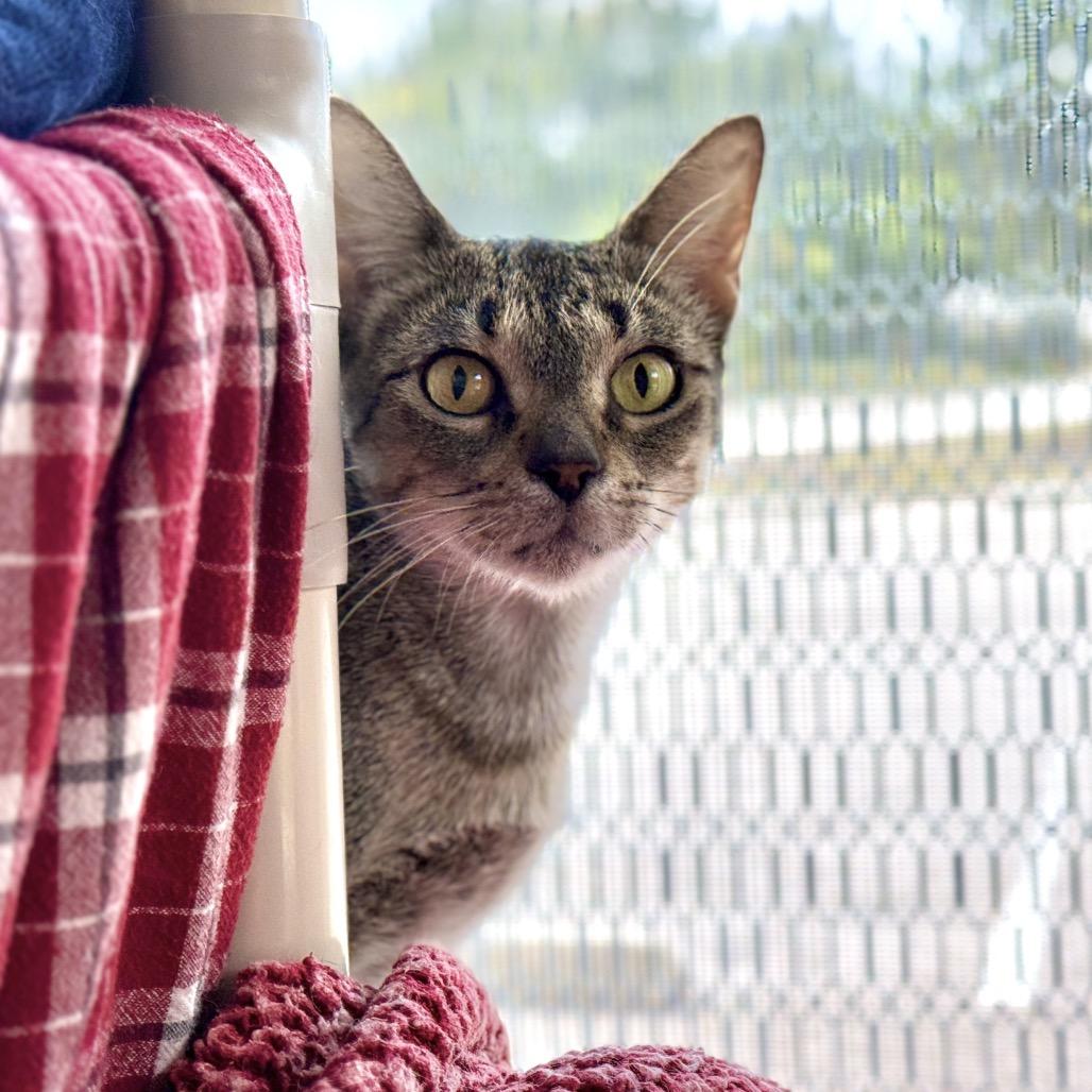 Enlarge MORGAN, a Adoptable mixed breed in Kyle, TX image 3/5