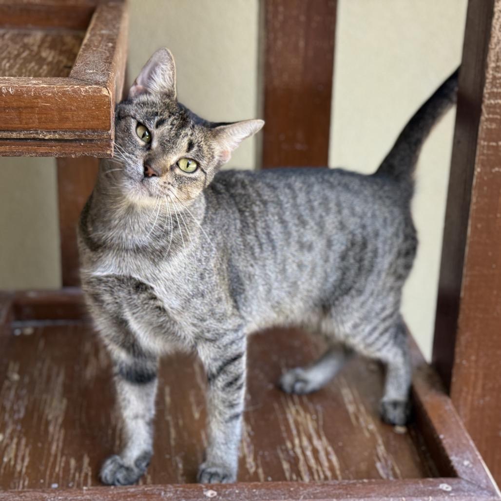 Enlarge MORGAN, a Adoptable mixed breed in Kyle, TX image 4/5