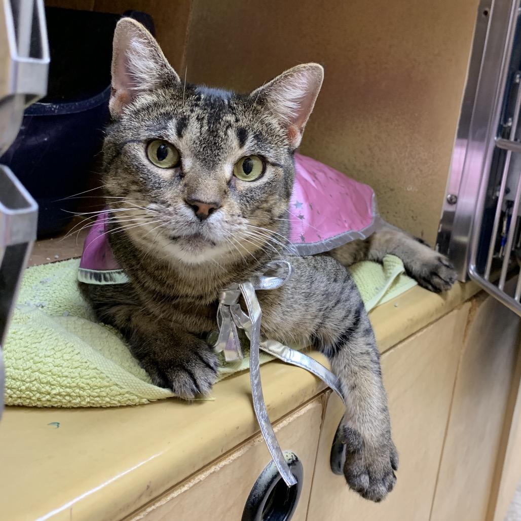 Enlarge MORGAN, a Adoptable mixed breed in Kyle, TX image 5/6