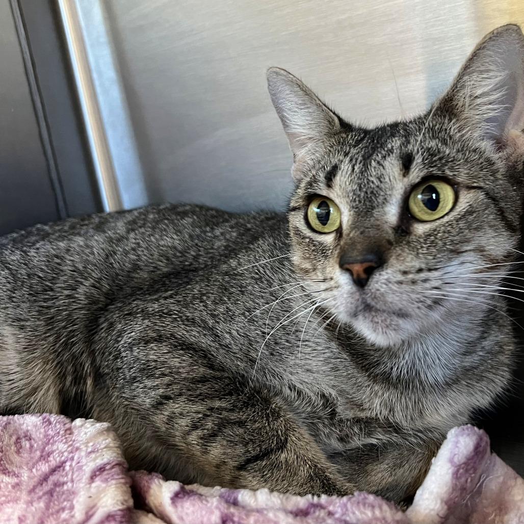 Enlarge MORGAN, a Adoptable mixed breed in Kyle, TX image 5/5