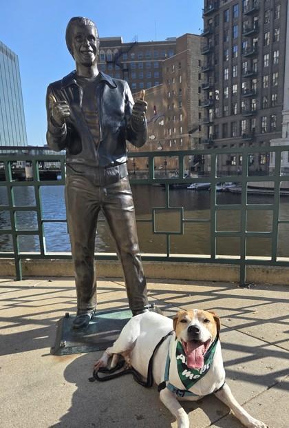 Fonzie, a Adoptable mixed breed in Burlington, WI image 1/3