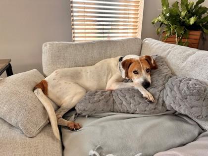 Fonzie, a Adoptable mixed breed in Burlington, WI image 2/3