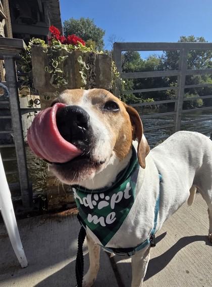 Fonzie, a Adoptable mixed breed in Burlington, WI image 3/3