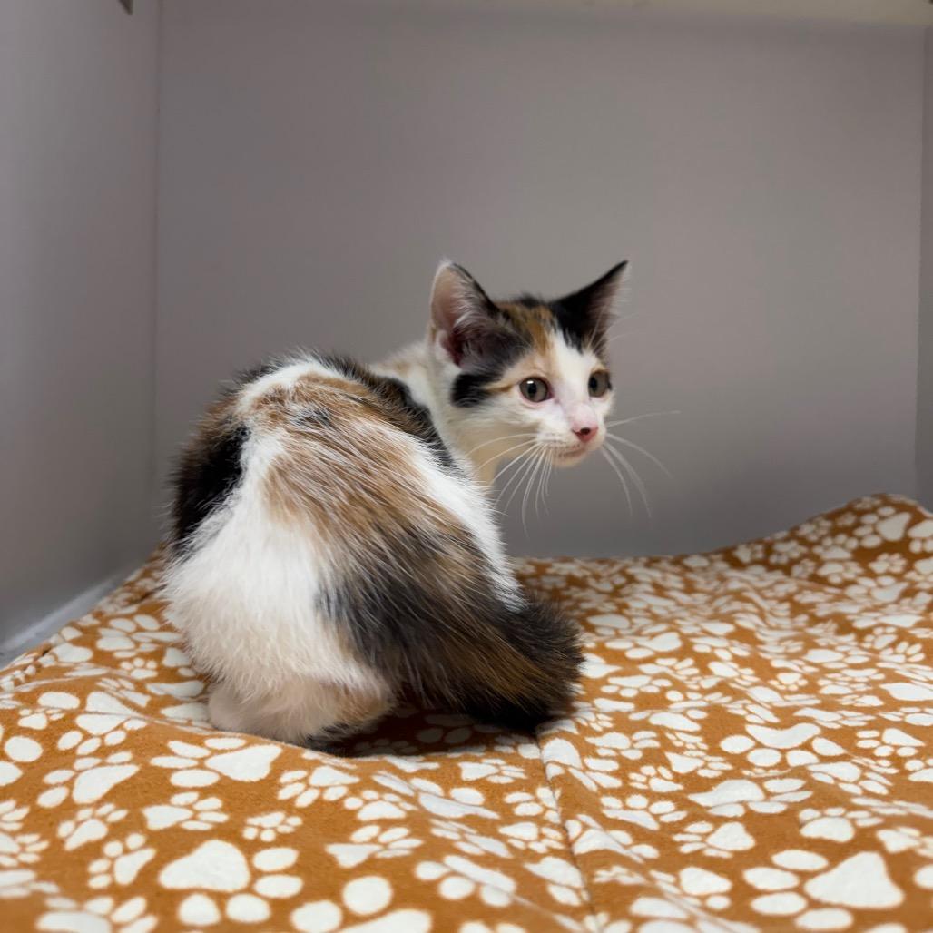 Enlarge kitten 2, a Adoptable Domestic Medium Hair in Fulton, MO image 1/3