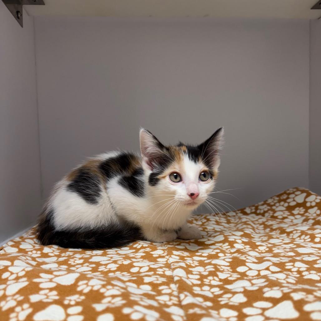 Enlarge kitten 2, a Adoptable Domestic Medium Hair in Fulton, MO image 2/3