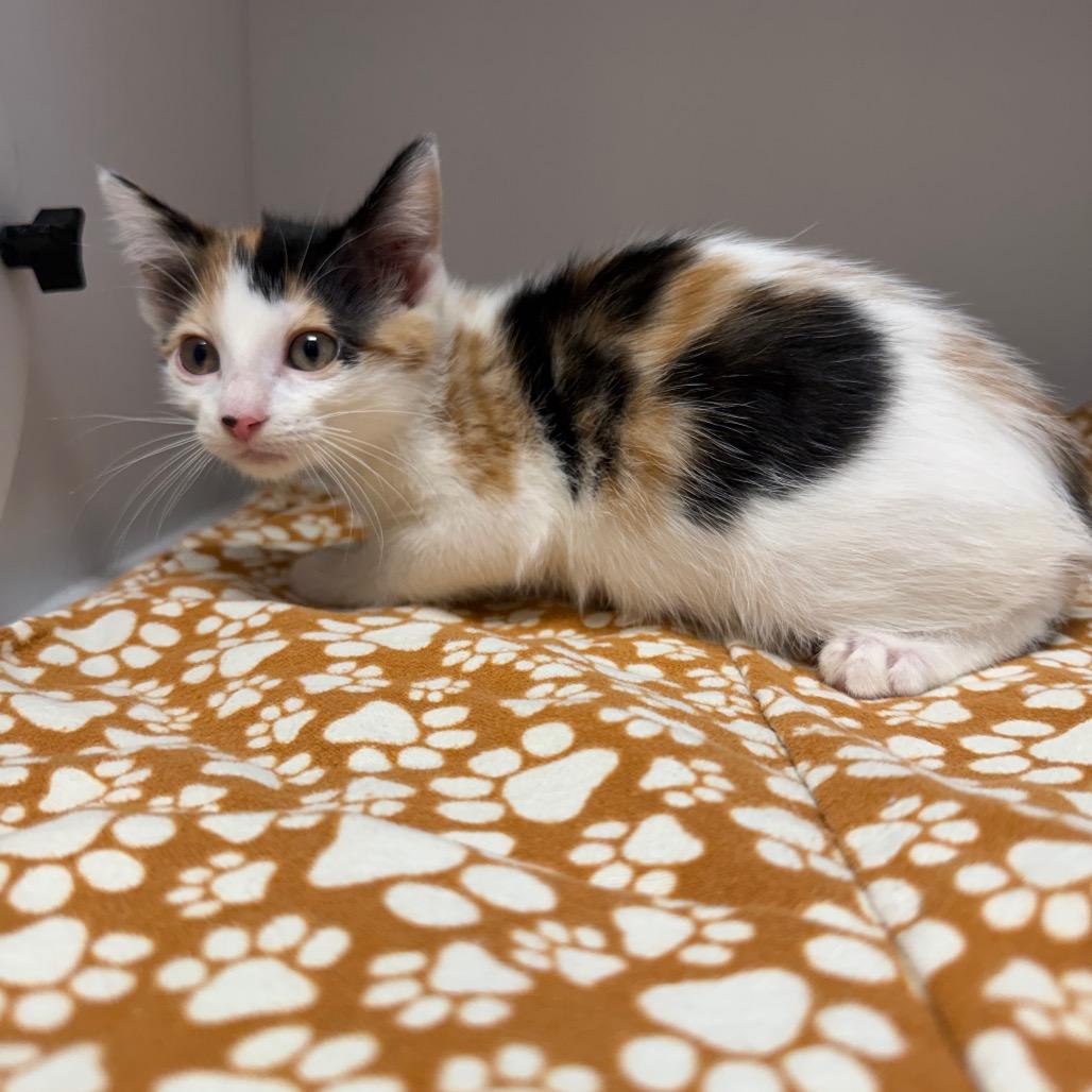 Enlarge kitten 2, a Adoptable Domestic Medium Hair in Fulton, MO image 3/3
