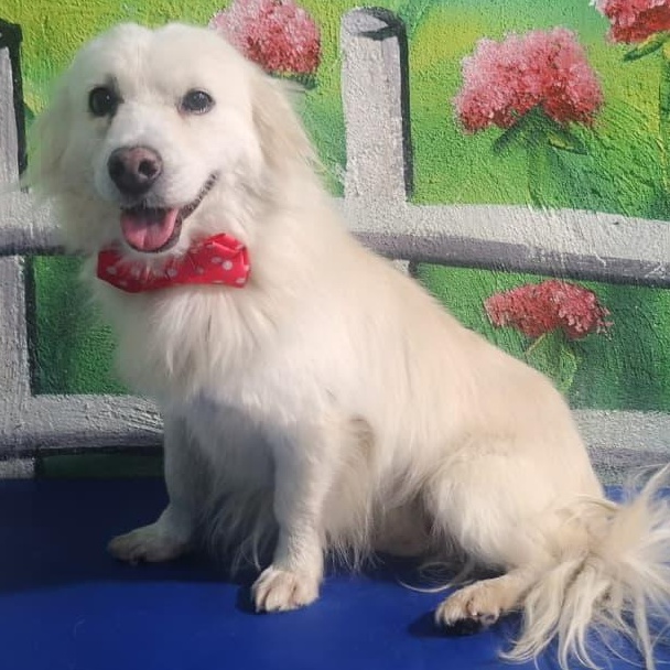 Mr. Fluffy Leon, a Adoptable mixed breed in Vaudreuil-Dorion, QC image 2/5