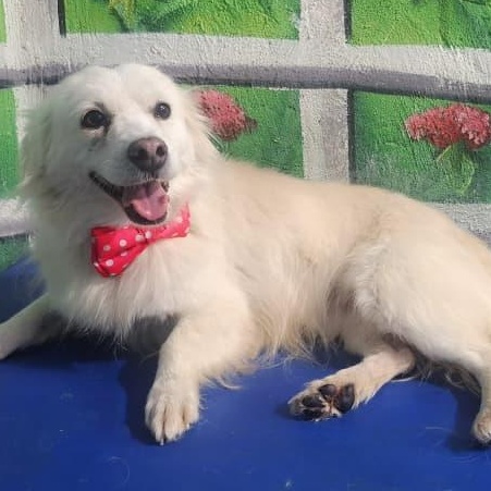 Mr. Fluffy Leon, a Adoptable mixed breed in Vaudreuil-Dorion, QC image 3/5