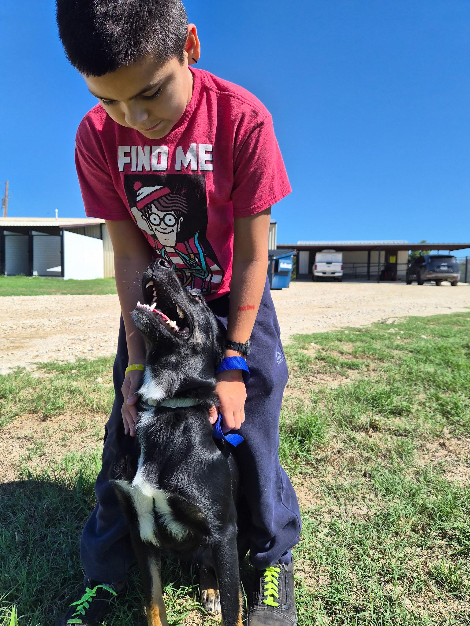 Enlarge Miss Piggy, a Adoptable Border Collie in Montague, TX image 2/3