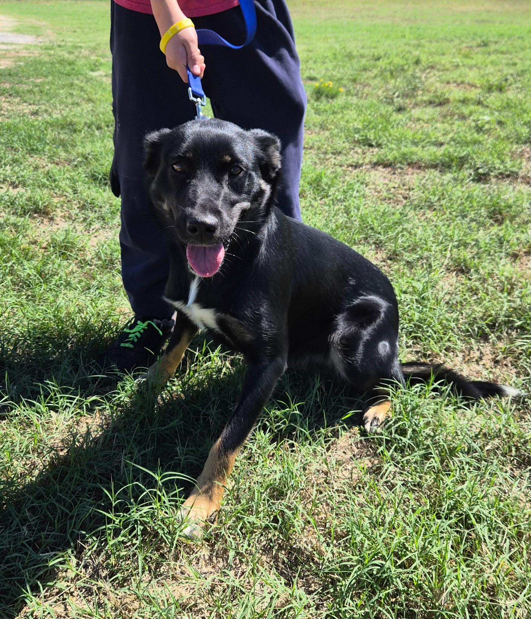 Miss Piggy, Adoptable, Young Female Border Collie.