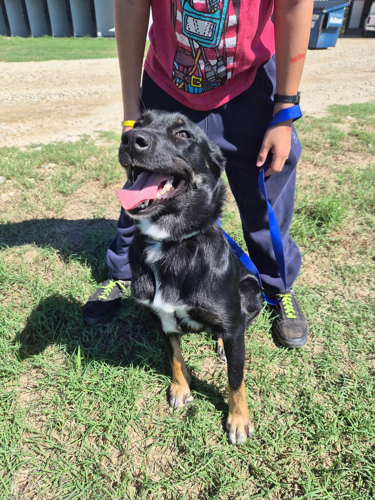 Enlarge Miss Piggy, a Adoptable Border Collie in Montague, TX image 3/3