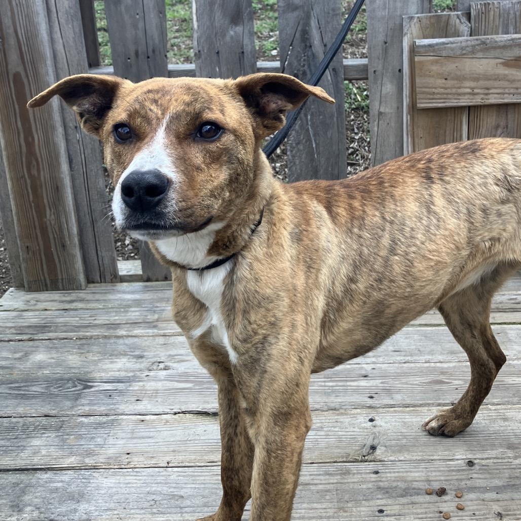 Pickle, Adoptable, Young Female Mixed Breed.