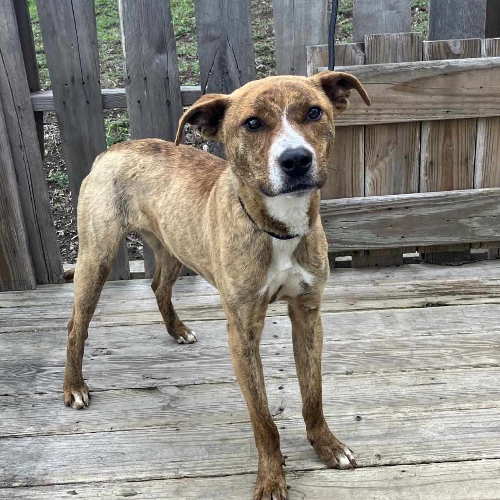 Enlarge Pickle, a Adoptable Mixed Breed in Pulaski, TN image 2/4
