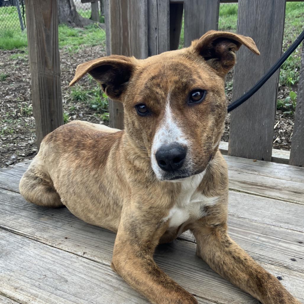 Enlarge Pickle, a Adoptable Mixed Breed in Pulaski, TN image 3/4