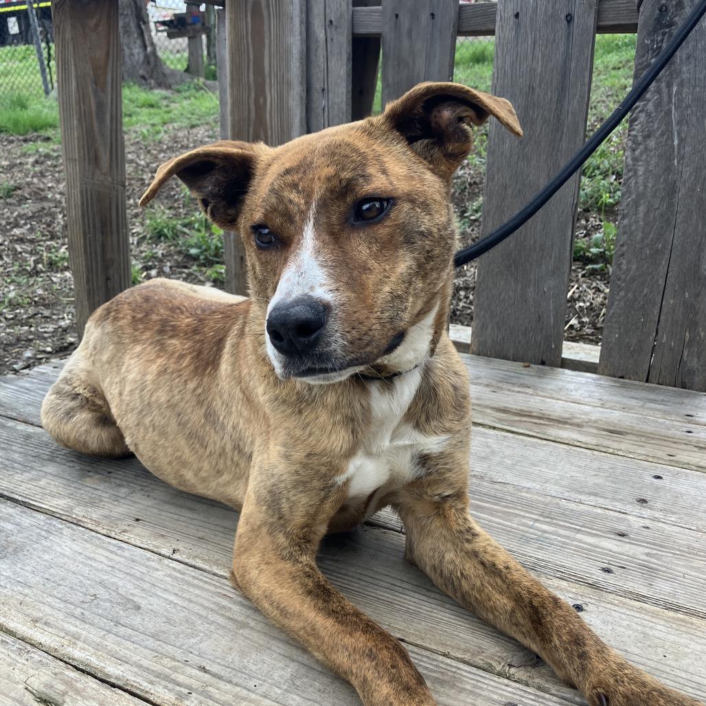 Enlarge Pickle, a Adoptable Mixed Breed in Pulaski, TN image 4/4