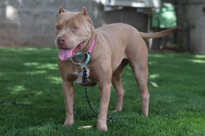 Enlarge Espresso, a Adoptable Mixed Breed in Walla Walla, WA image 1/3