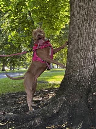 Enlarge Espresso, a Adoptable Mixed Breed in Walla Walla, WA image 2/3