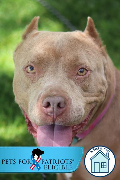 Enlarge Espresso, a Adoptable Mixed Breed in Walla Walla, WA image 3/3