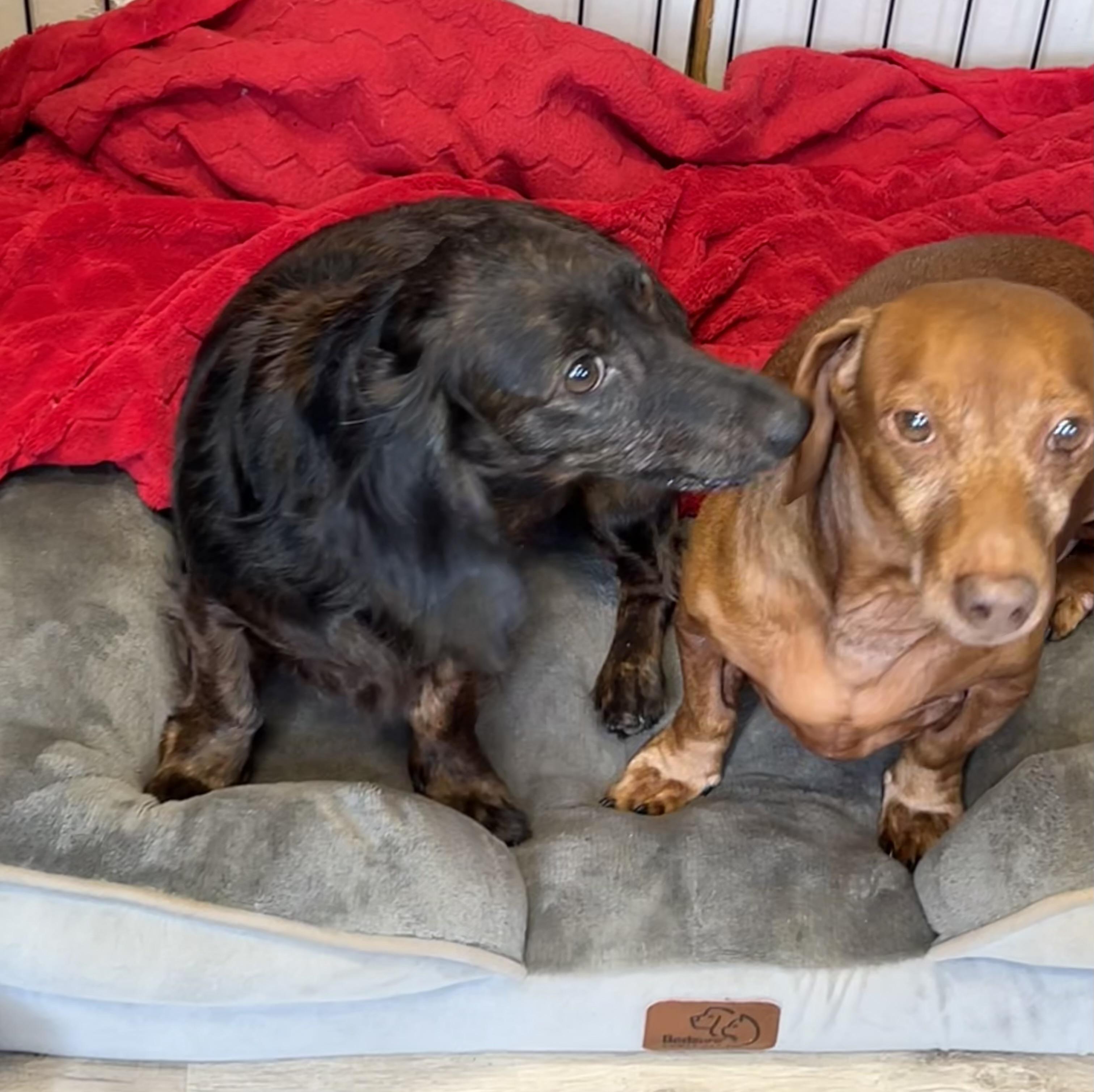 Zed and Zelda, a ADOPTABLE Dachshund (Long Haired) in Chickasha, OK image 3/4