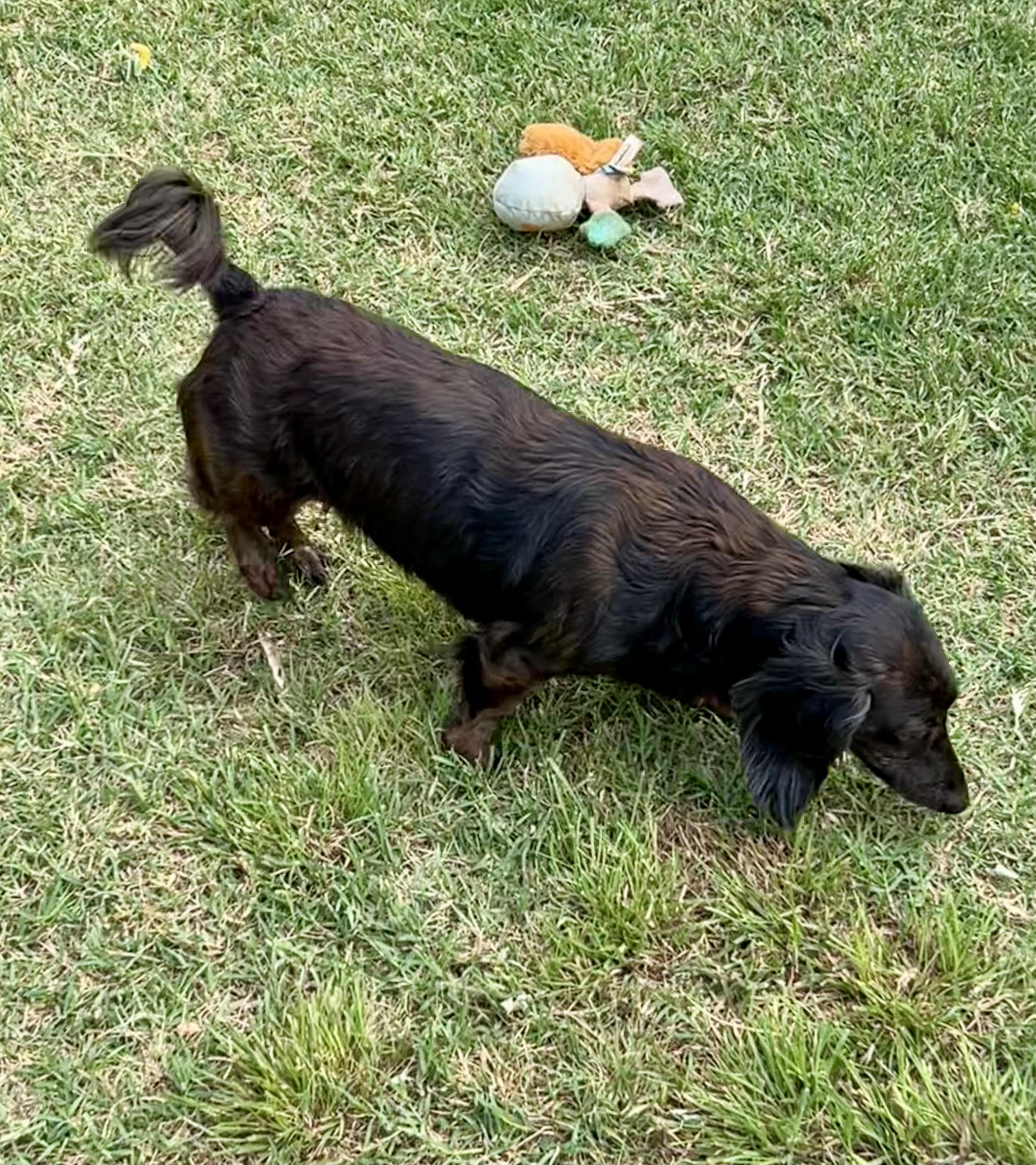 Zed and Zelda, a ADOPTABLE Dachshund (Long Haired) in Chickasha, OK image 2/4