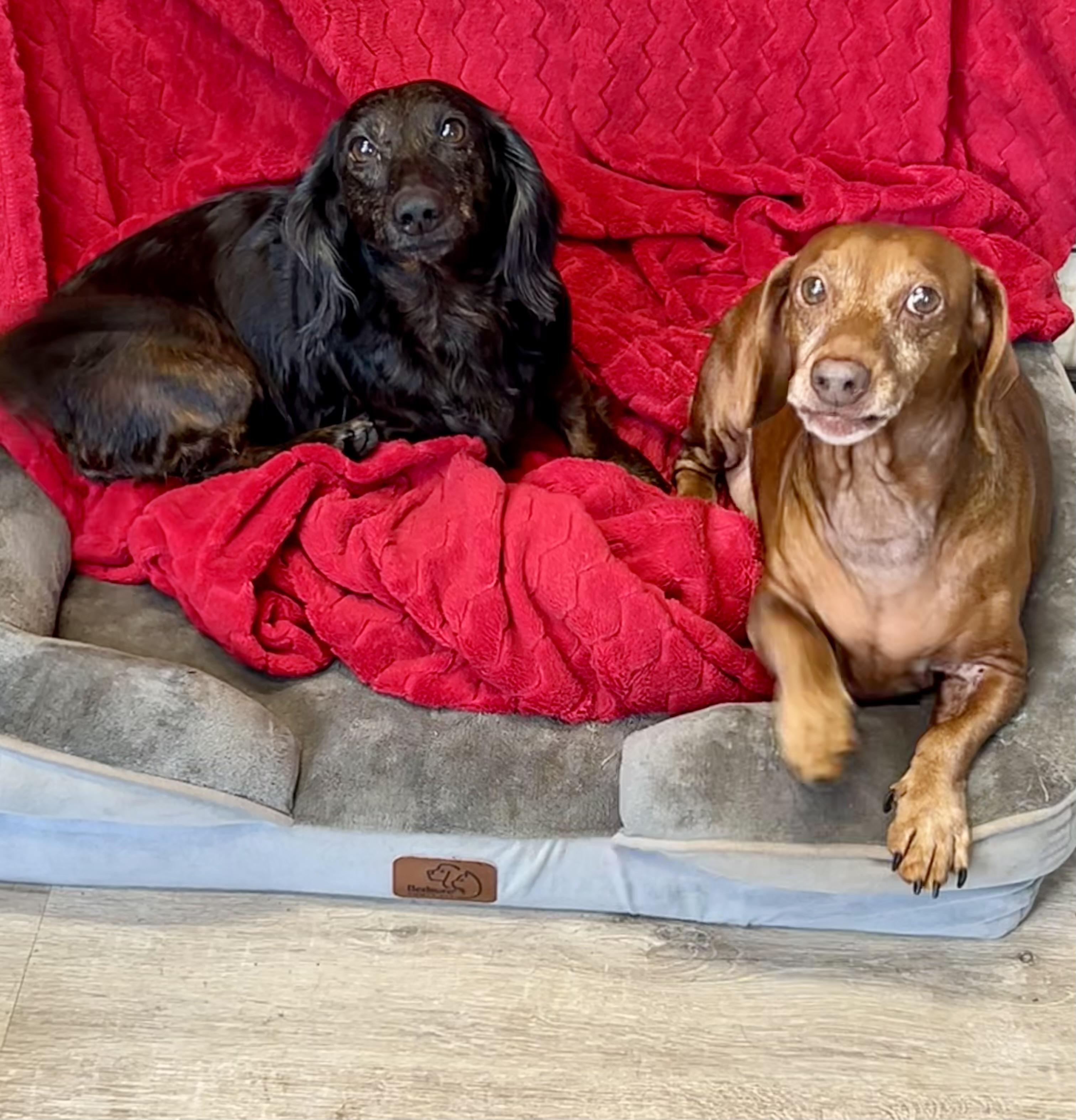 Zed and Zelda, a ADOPTABLE Dachshund (Long Haired) in Chickasha, OK image 1/4