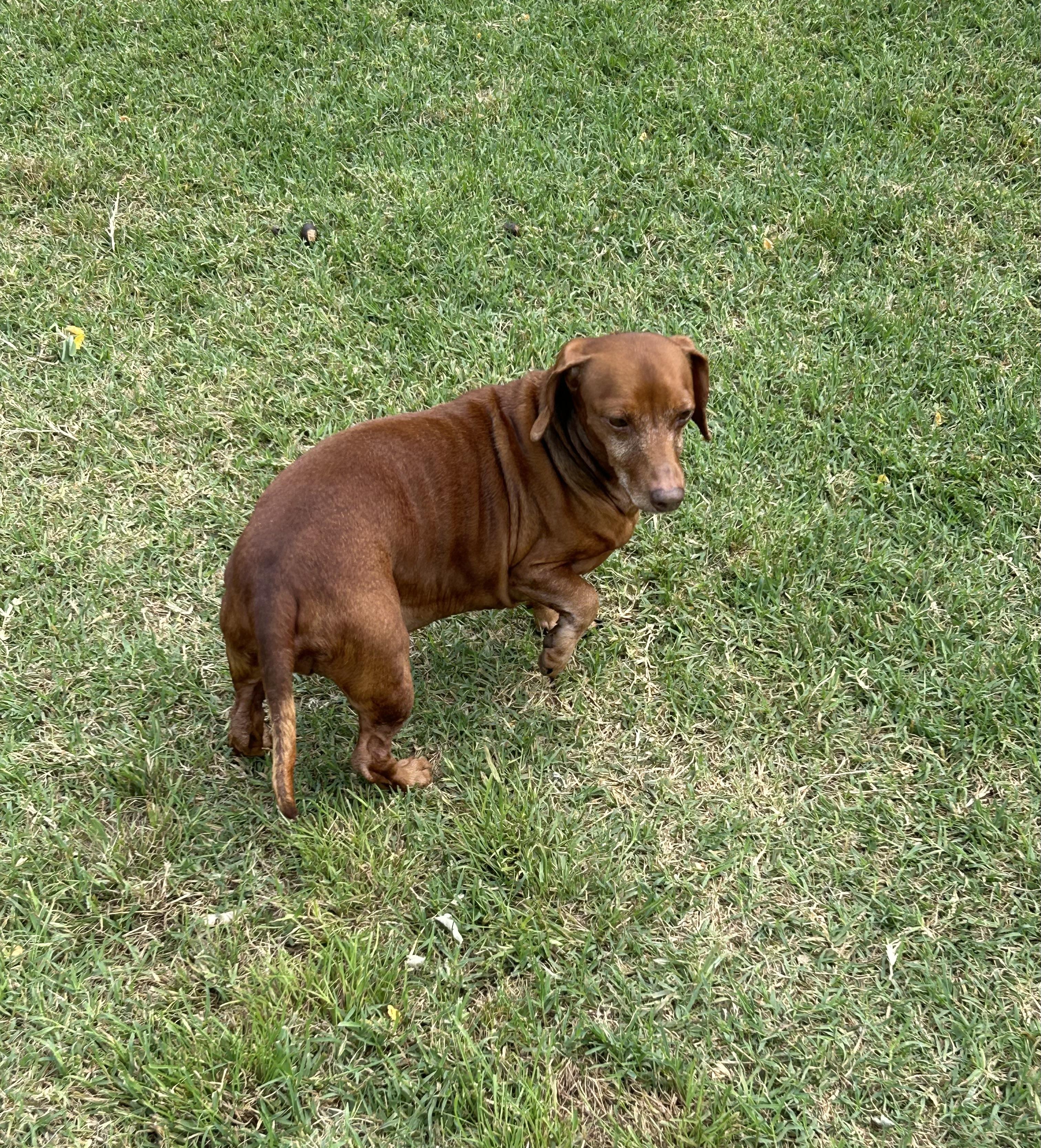 Zed and Zelda, a ADOPTABLE Dachshund (Long Haired) in Chickasha, OK image 4/4
