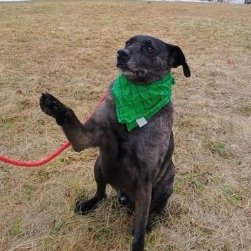 Enlarge MOONEY, a Adoptable mixed breed in Wolcott, VT image 1/3