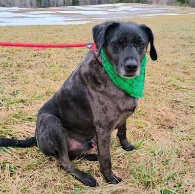 Enlarge MOONEY, a Adoptable mixed breed in Wolcott, VT image 2/3