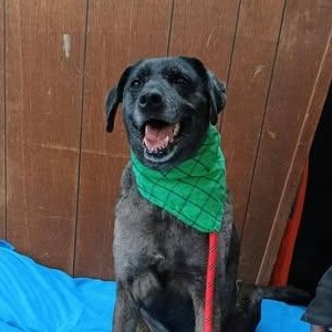 Enlarge MOONEY, a Adoptable mixed breed in Wolcott, VT image 3/3