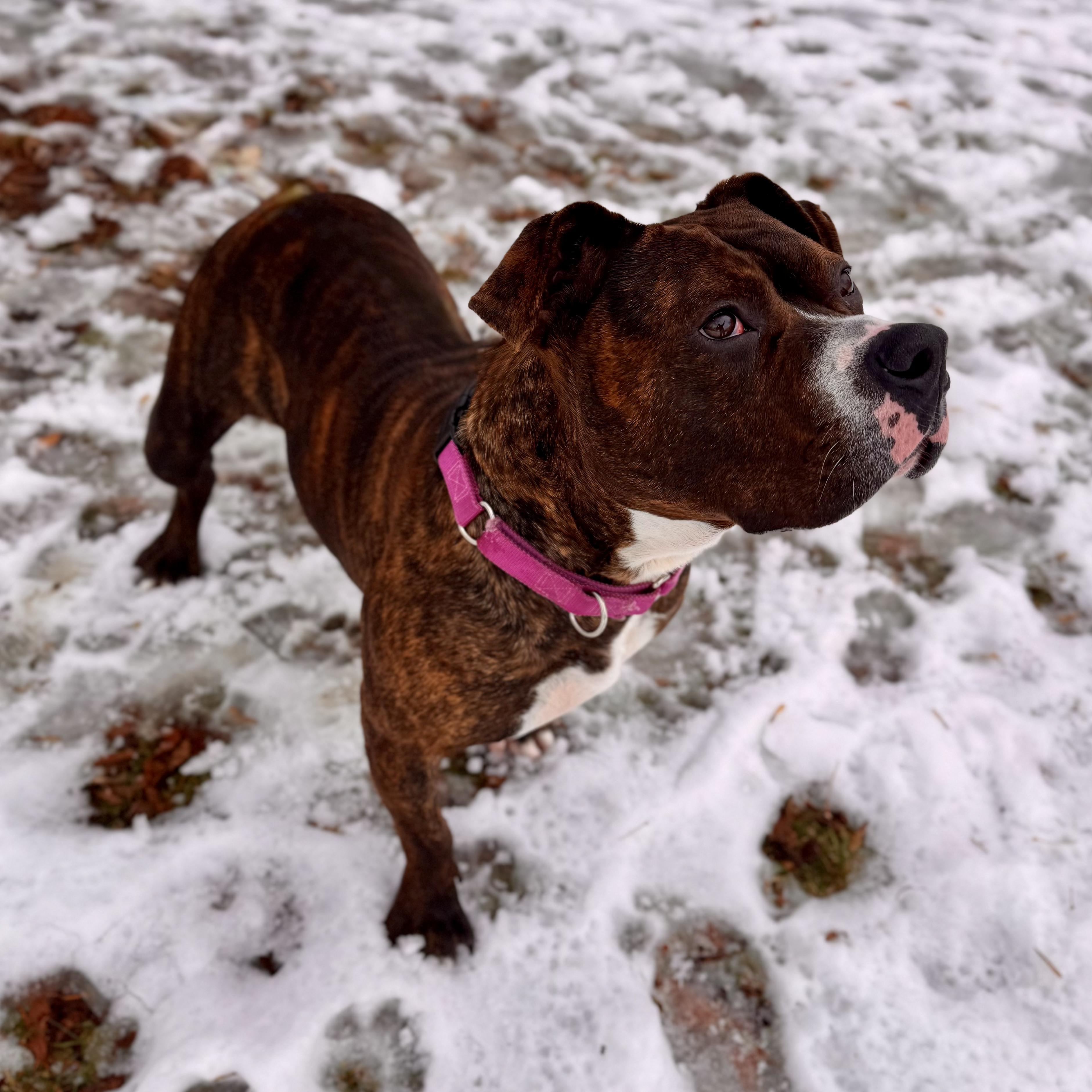 Enlarge Honey Comb, a Adoptable Mixed Breed in Midland, MI image 5/5