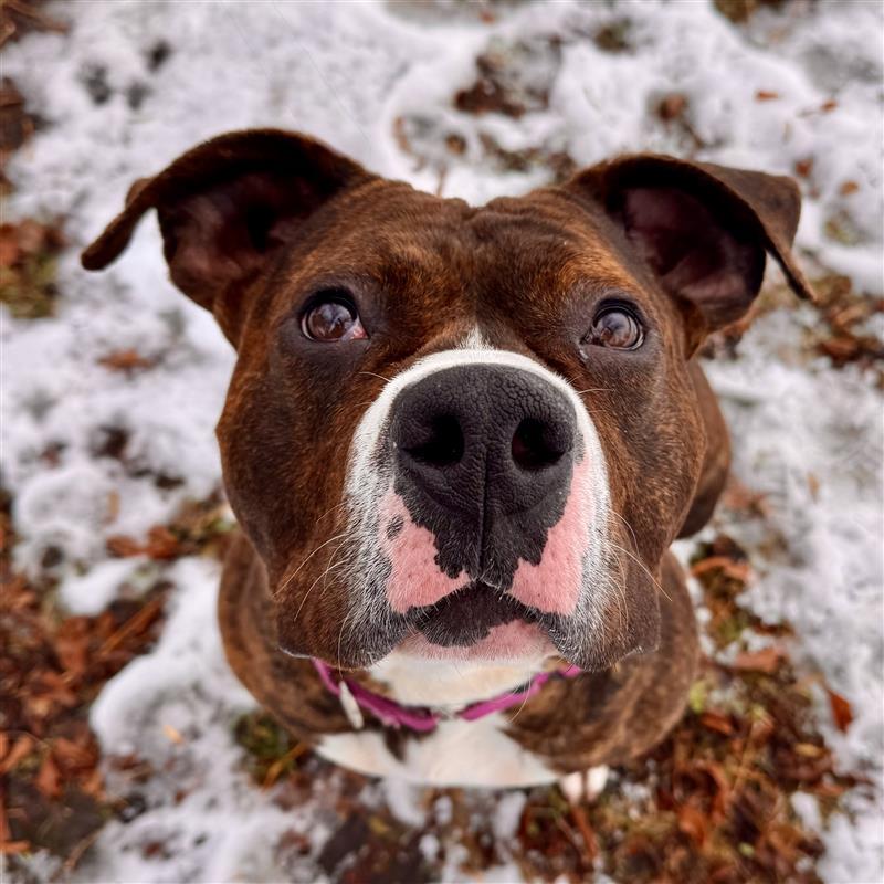 Enlarge Honey Comb, a Adoptable Mixed Breed in Midland, MI image 1/5