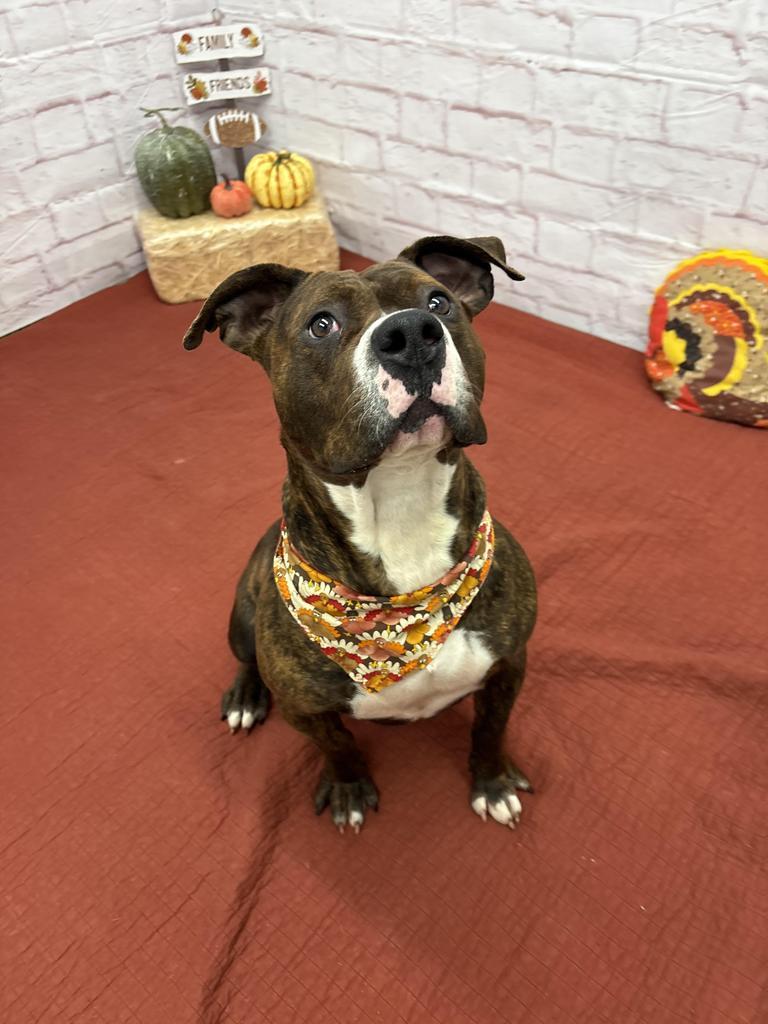 Honey Comb, Adoptable, Adult Female Mixed Breed.