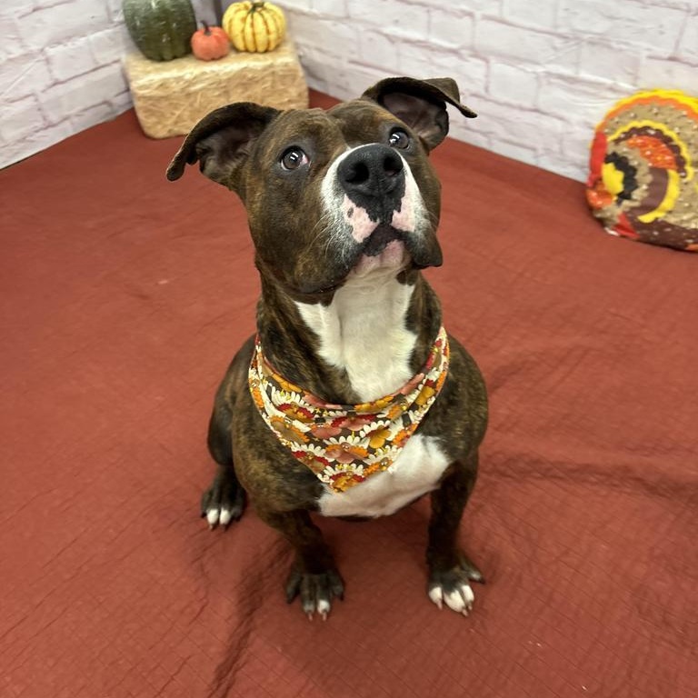 Enlarge Honey Comb -$25(Foster Care), a Adoptable Mixed Breed in Midland, MI image 1/5