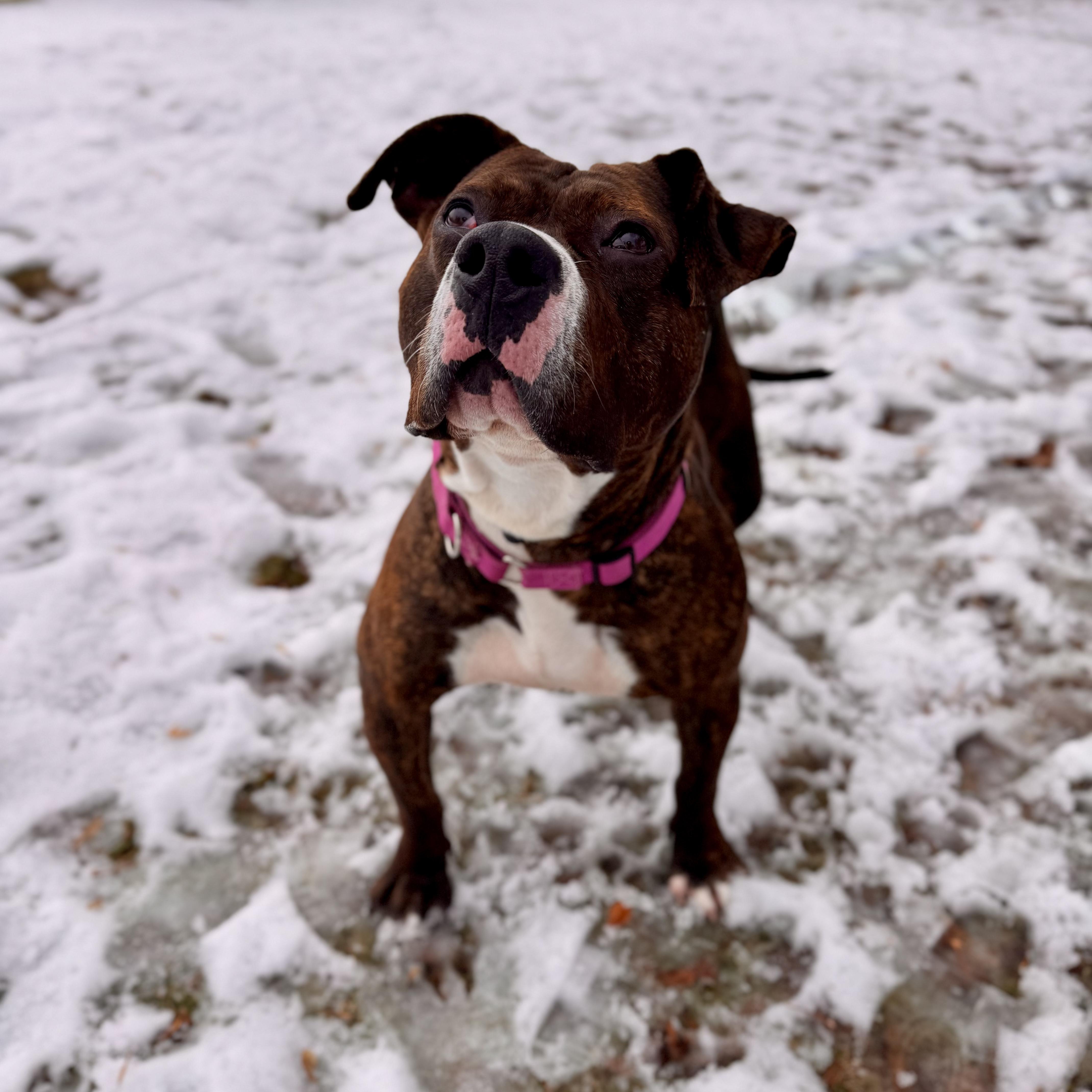 Enlarge Honey Comb, a Adoptable Mixed Breed in Midland, MI image 3/5