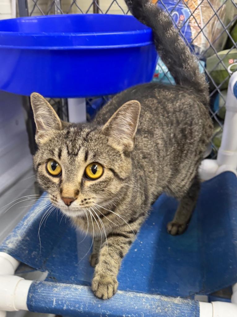 Mila, Adoptable, Young Female Domestic Short Hair.