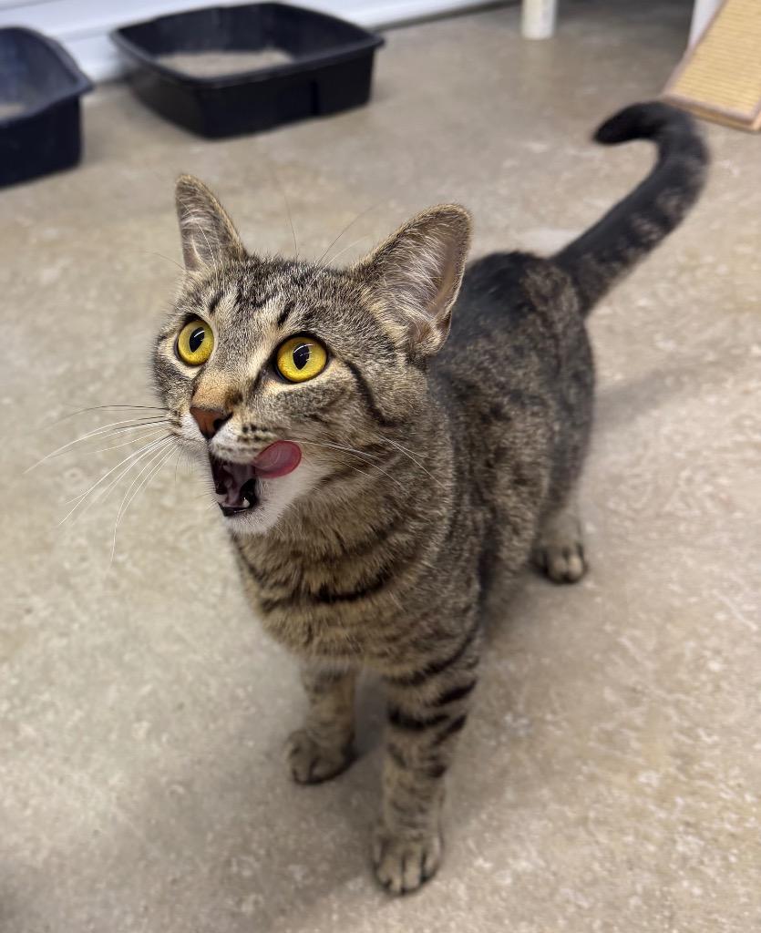 Mila, a Adoptable mixed breed in Lagrange, IN image 3/5