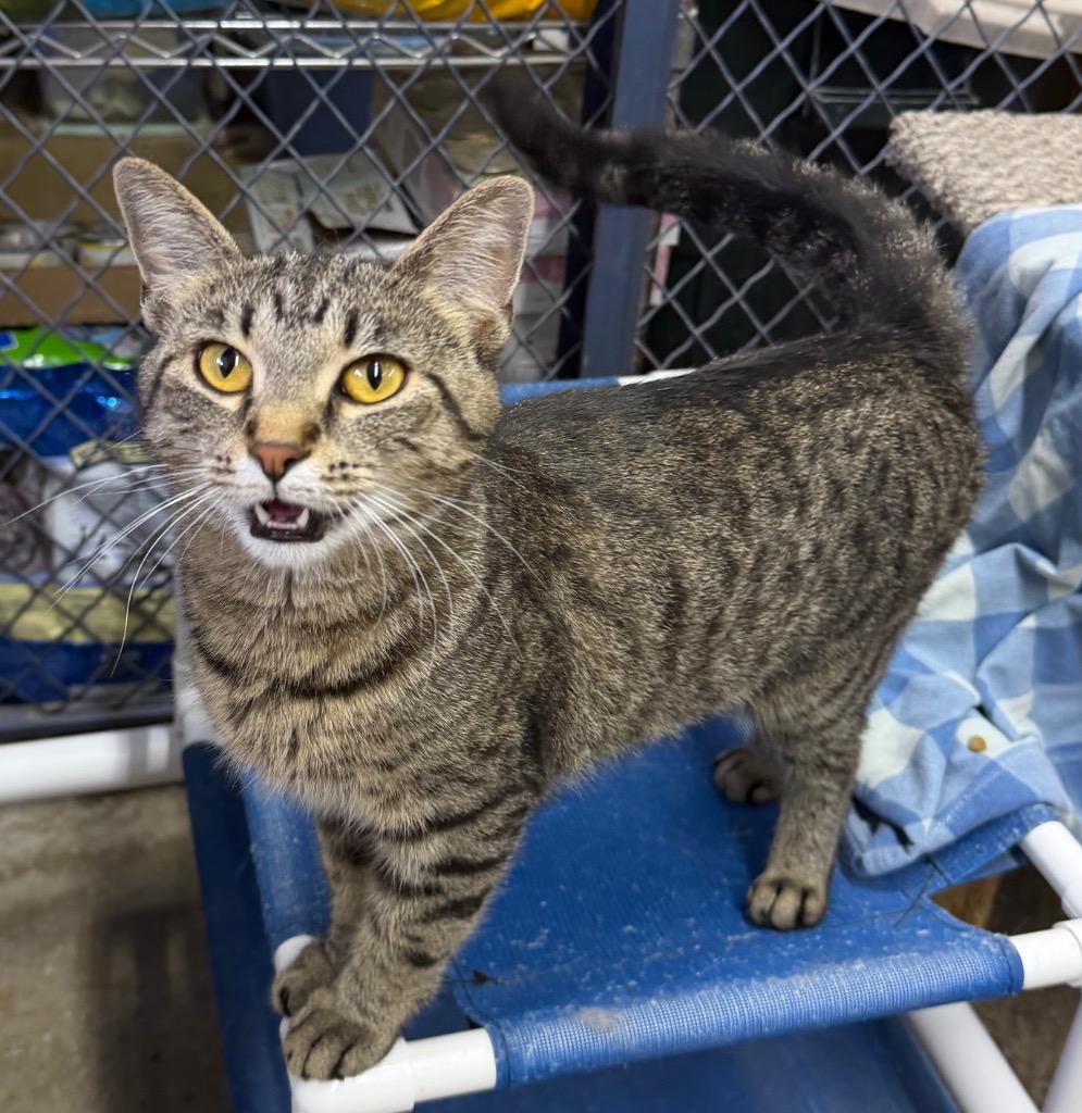 Mila, a Adoptable mixed breed in Lagrange, IN image 4/5