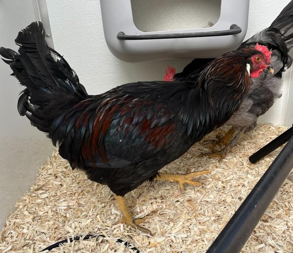 Poe, Adoptable, Baby Male Chicken.