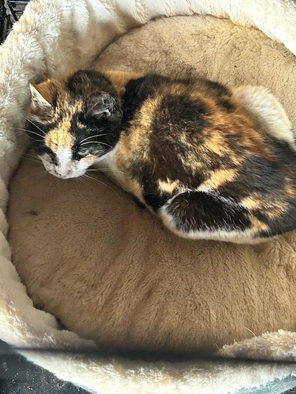 Callie Eagle Rock — thumbnail 3