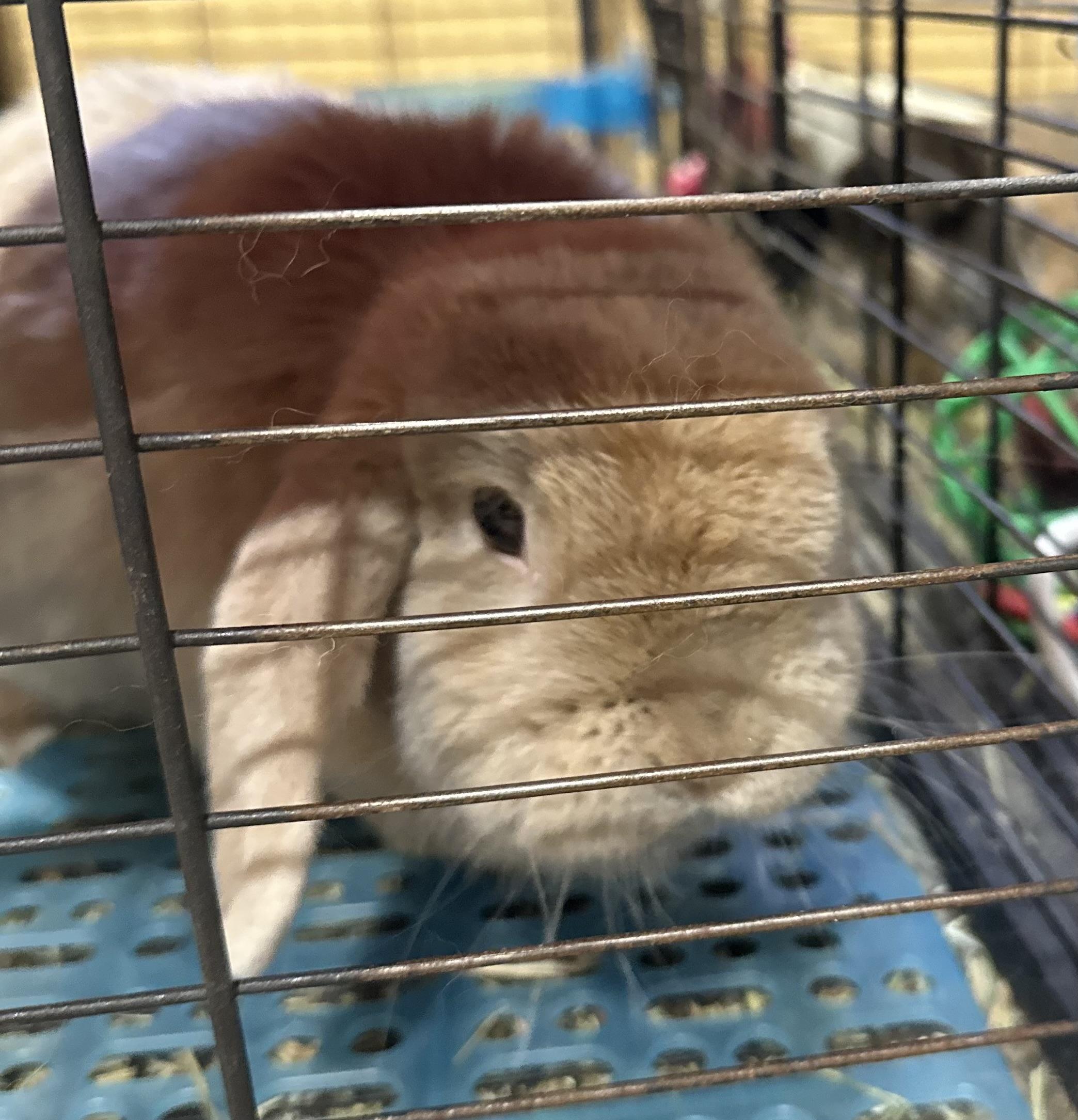 Enlarge Rosie, a Adopted Holland Lop in Atlantic Highlands, NJ image 2/2