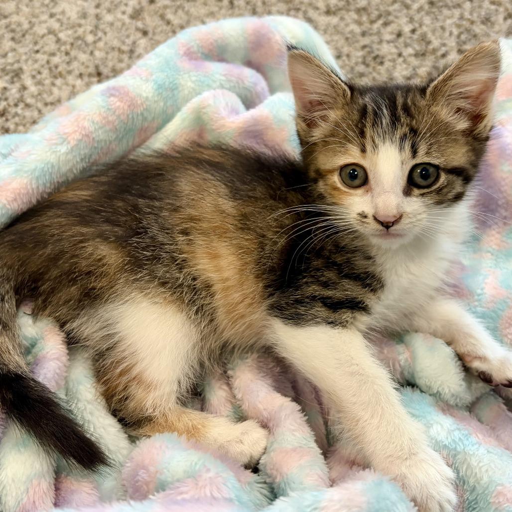 Nala, Adoptable, Kitten Female Domestic Short Hair.